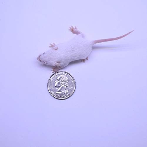 MiceDirect 50 Frozen Mice Combo Pack of 25 Small Fuzzies and 25 Fuzzies Feeders Snake Food for Mice for Corn Snakes Ball Pythons Lizards (.5-1.5 in)(Pack of 50)(175 Grams Min)