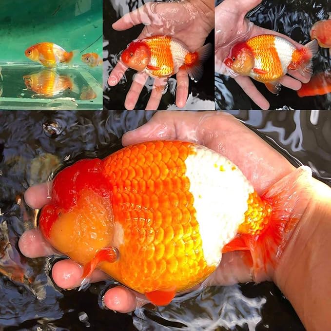 HULX Goldfish Food Sinking Pellets for Big Muscle & Mass Weight Gain, Whey Mixed High Protein 60% Fish Food Growth Fast Formula 1.32 Lb.(600 Gram.) 1mm, Healthy, Color Enhancing Clear Water Fish Feed