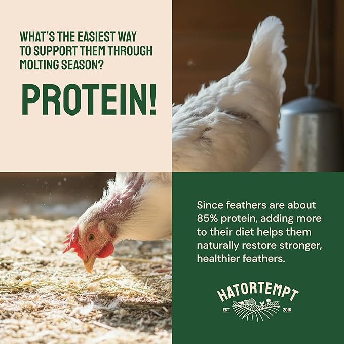 Hatortempt Dried Mealworm Bird Food - 20 Lb Bulk Pack - High Protein Poultry & Chicken Feed - Duck Food & Wild Bird Feed & Quail Treats