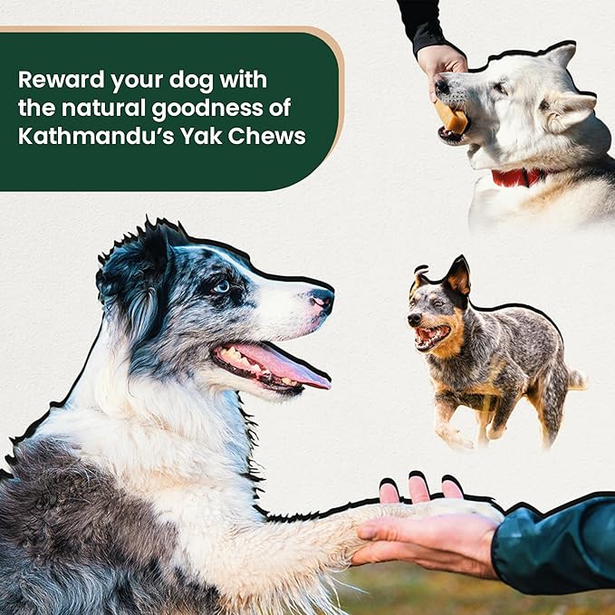 Authentic Himalayan Yak Cheese for Dogs - XXLarge (Pack of 5) - Sourced from Pristine Himalayan Foothill, Rawhide-Free, NO preservatives