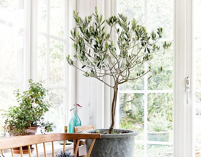 Premium Potting Mix for Olive Trees by Gardenera - Maximized Nutrient Retention and Growth Potential - 5 Quart