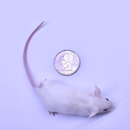 MiceDirect 150 Frozen Mice Combo Pack of 75 Hoppers and 75 Weanling Feeders Snake Food for Juvenile Ball Python Adult Milk Corns (1.5-2.5 in)(Pack of 150)(1500 Grams Min)