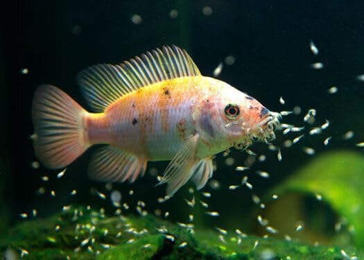 Aquatic Foods Inc. Nano Fry Powder, 55% Protein Vitamin Rich Floating/Slow Sinking Powdered Fry Growth Food for All Tropical Fish, Baby Cichlids, Bettas, Tetras, Guppies…5oz Squeeze Bottle