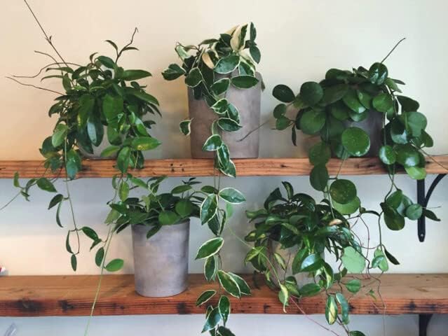 Gardenera Hoya Plant Premium Potting Mix - 10 Quart - Optimal Balance for Thriving Hoyas: Air, Moisture, and Nutrient Retention