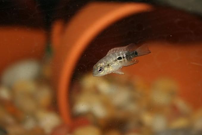 Aquatic Foods Inc. 4-Type Mixed Blend of Cyclops, Daphnia, Rotifers, Ready to Eat Brine Shrimp Eggs for Tropical Fish Fry, Babies, Guppies, Tetras, Bettas, Nano Fish…2.5oz Squeeze Bottle