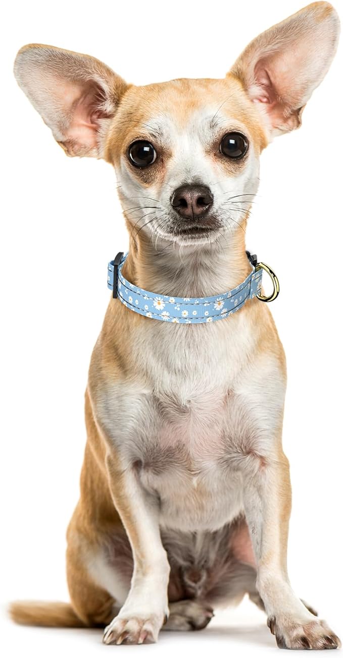 Reflective Dog Collar for Extra Small Dogs, Cute Daisy Theme Adjustable Heavy-Duty Nylon Puppy Collar for Boy and Girl Female, Soft Pet Accessories with Quick Release Buckle, Neck 8-12", Blue