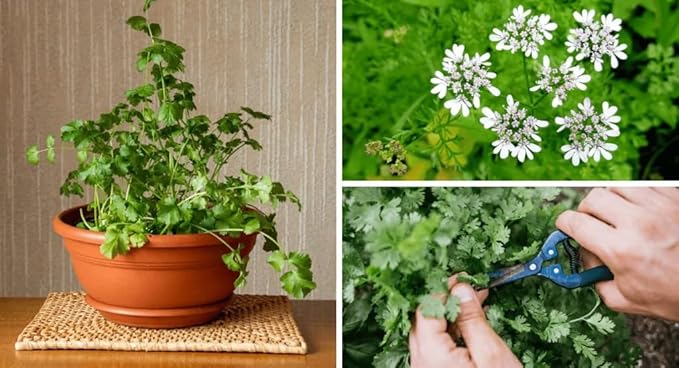 Gardenera Cilantro Potting Mix - Promote Strong Roots and Culinary Excellence with Our Premium Blend - 4 Quart