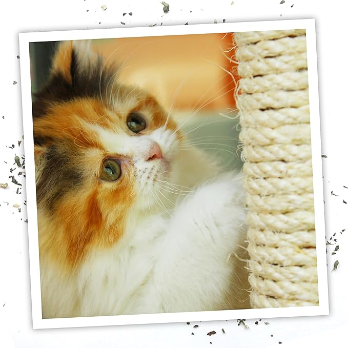 Meowijuana Premium Catnip Spray - 3 oz. | High Potency Formula | Natural Formula for Pet Owners & Multi-Cat Households | Enhance Playtime & Relaxation | Perfect for New Cat Owners