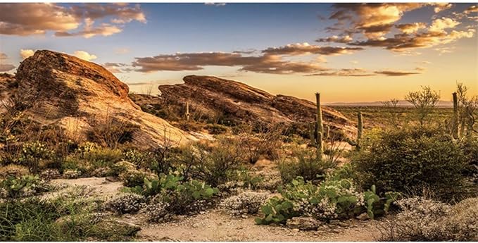 AWERT Reptile Habitat Background Blue Sky Oasis Cactus Sun and Desert Terrarium Background 60x24 inches Durable Polyester Background