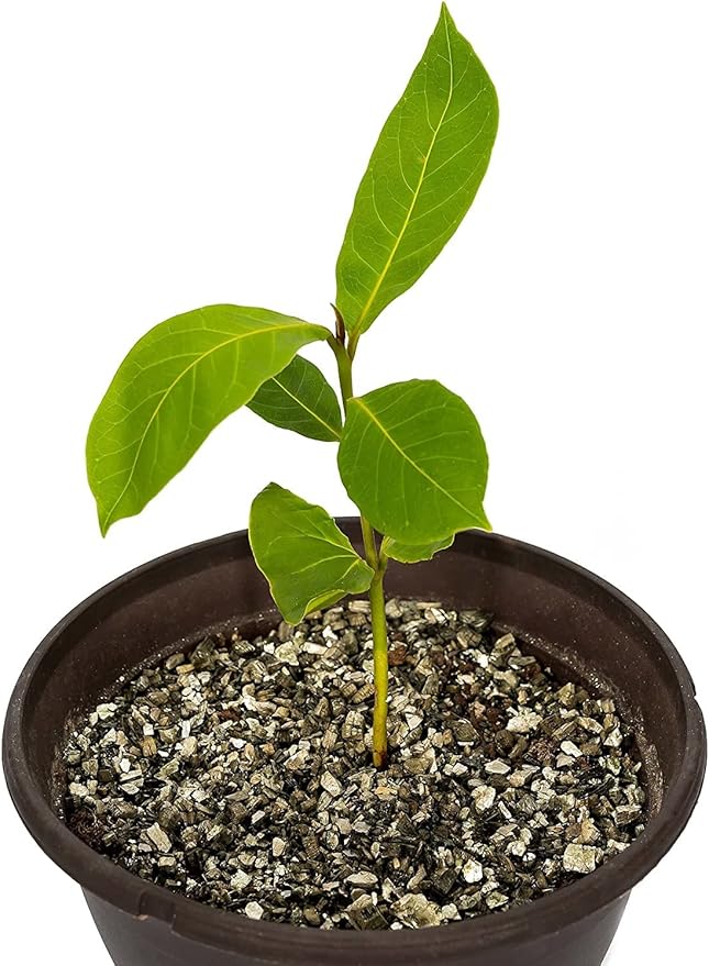 Gardenera House Plant and Tropical Plant Potting Soil - Re-Potting Soil for All Types of Indoor House Plants - 4 Quart Bag