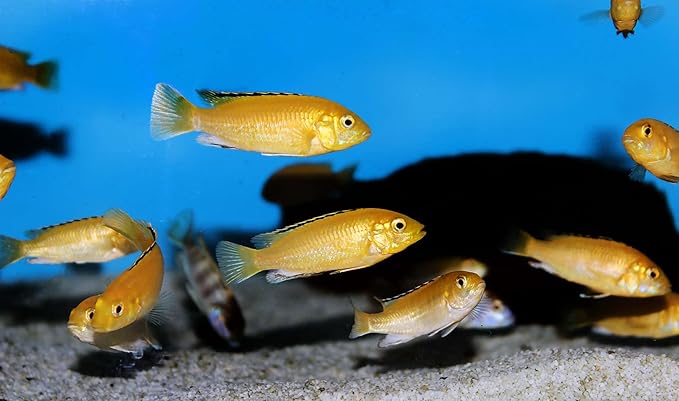Aquatic Foods Inc. Tropical Fish Flakes, A Complete and Balanced Flake Food for Tropical Fish, Cichlids, Discus, Angel Fish, Bettas, Guppies, Tetras, Goldfish, Marine Fish...AF Flakes…1-lb