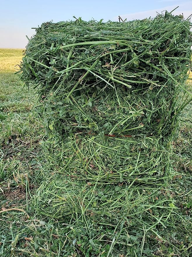 Bunny Honey Organic Alfalfa Hay for Guinea Pigs 12 lb Dim wt/5 lb High-Protein & Calcium, Supports Growth & Dental Health, Fresh & Nutritious
