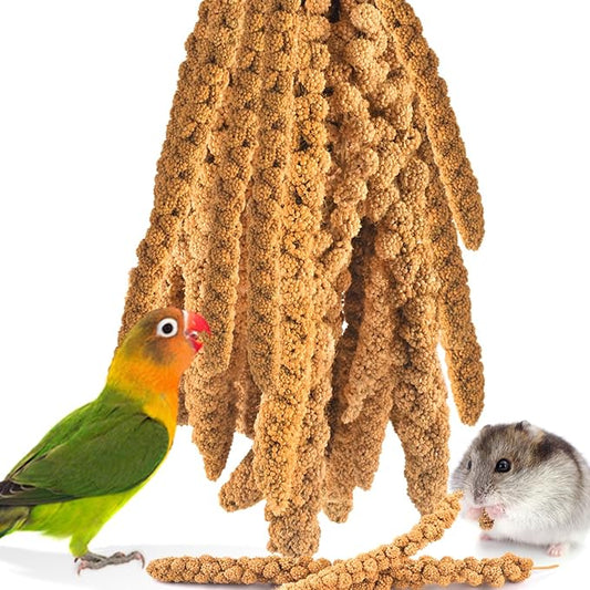KATUMO Bird Millet Treats, 1.1LB / 500g Natural Healthy Parrot Millet Spray Cockatiel Treats for Parakeet Budgie Finch Conure Pigeon Lovebird Hamster