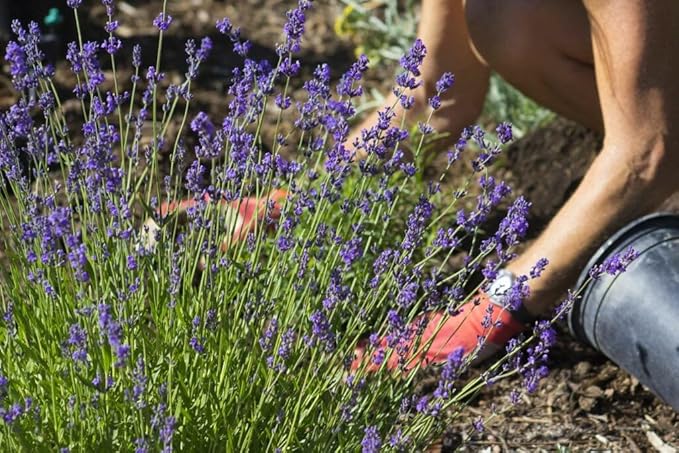 Premium Lavender Potting Soil by Gardenera - Unlock The Full Potential of Your Lavender Plants - 5 QUARTS