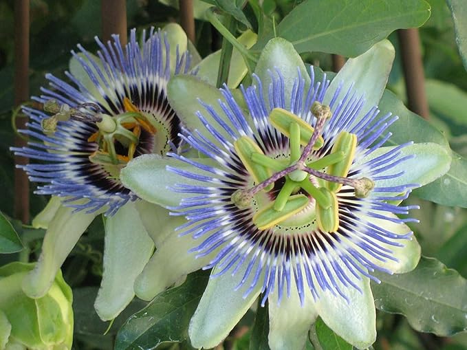 GARDENERA Premium Passion Fruit Potting Soil Mix - Perfect Balance of Nutrients, Drainage, and Aeration for Thriving Passion Fruit Vines - 4 Quart