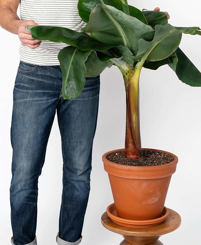Gardenera Banana Tree Potting Mix - Premium Quality Blend for Superior Banana Tree Health and Resilience - Promotes Strong Root Growth and Disease Resistance (4 Quart)