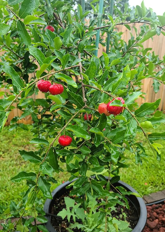 Gardenera Premium Barbados Cherry Plant Potting Mix - Crafted for Flourishing Growth and Tangy Fruits - 1 Quart