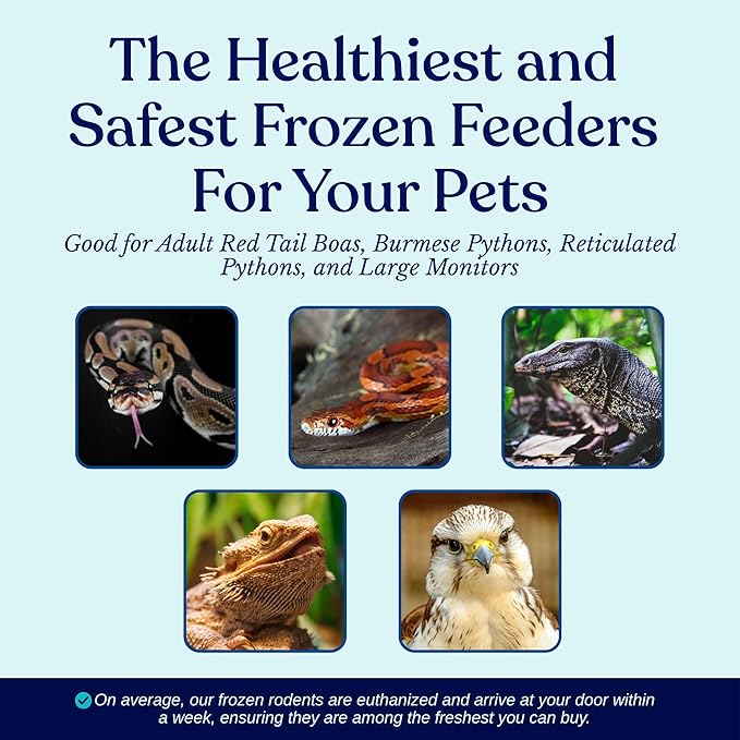 MiceDirect Frozen Rat Large Feeder Food Adult Ball Pythons, Monitors, Lizards & Birds of Prey, 40 Ounce (10 Count)