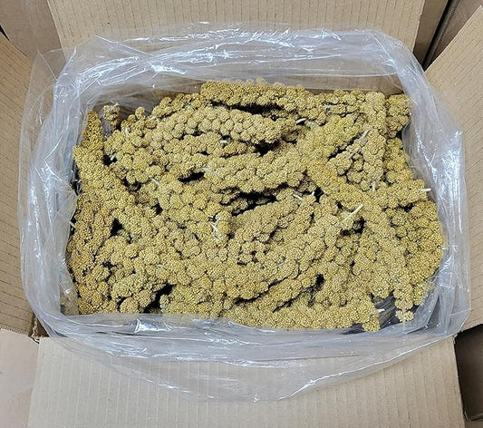 Spray Millet Heads (No Stems Only Edible Tops) 5 lbs.