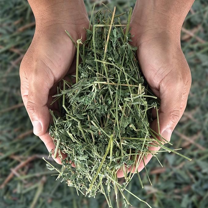 High Desert Alfalfa Hay for Rabbits, Guinea Pigs, Chinchillas & Small Pets – Protein-Rich Natural Hay for Young, Growing Animals – High-Fiber, Hand-Packed, Additive-Free, Grown in USA – 5 lb Box