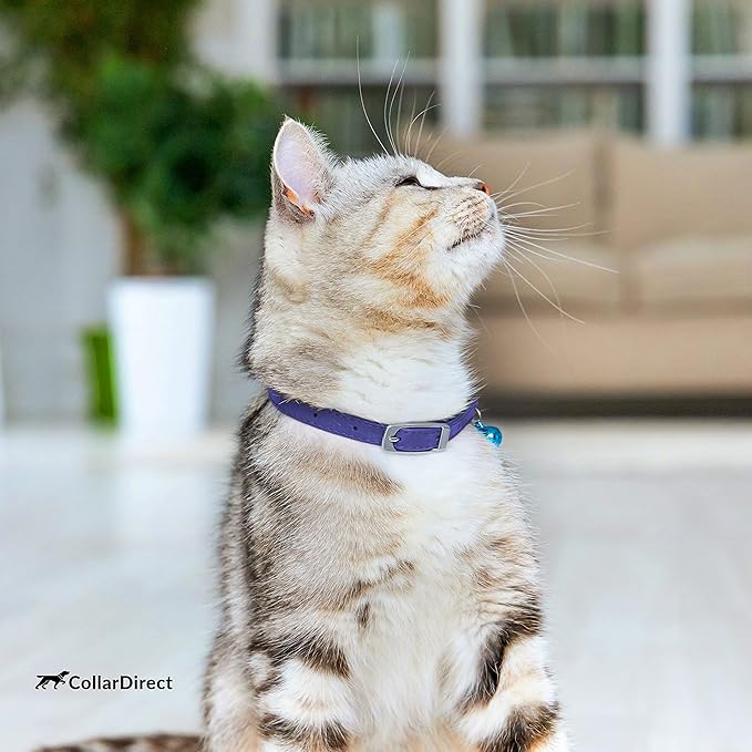 CollarDirect Leather Cat Collar, Kitten Collar with Removable Bell Black Blue Red Orange Lime Green (6-7 Inch, Purple)